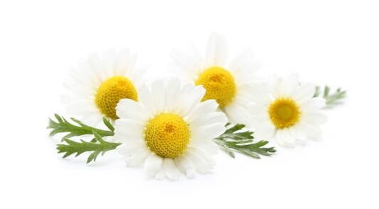 Veniselle contains chamomile extract