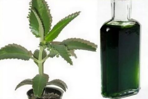 Tincture of Kalanchoe