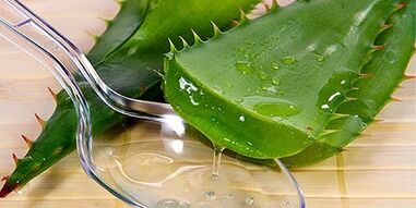 aloe juice for the treatment of varicose veins on the legs