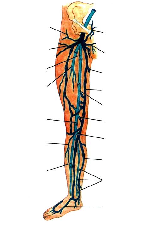 location of veins in the leg