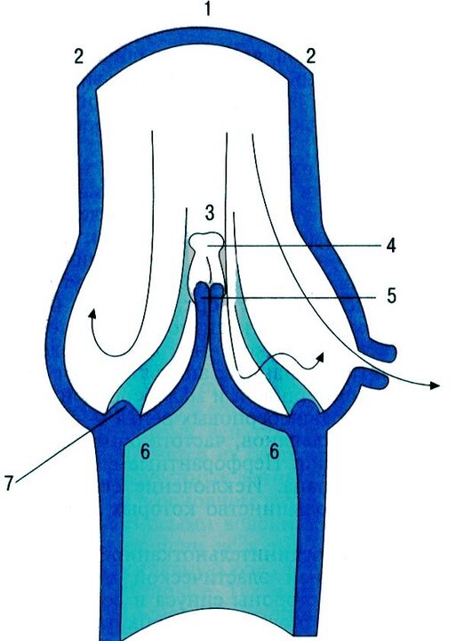 venous valve leg vein